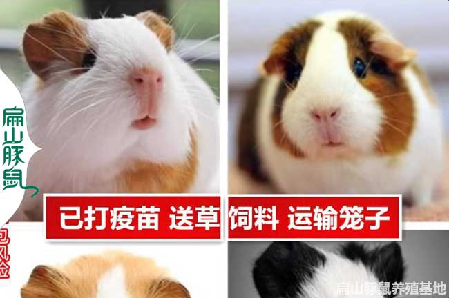 廣東彩豚養(yǎng)殖場(chǎng)