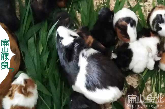 潮州豚鼠養(yǎng)殖場 潮州豚鼠養(yǎng)殖場