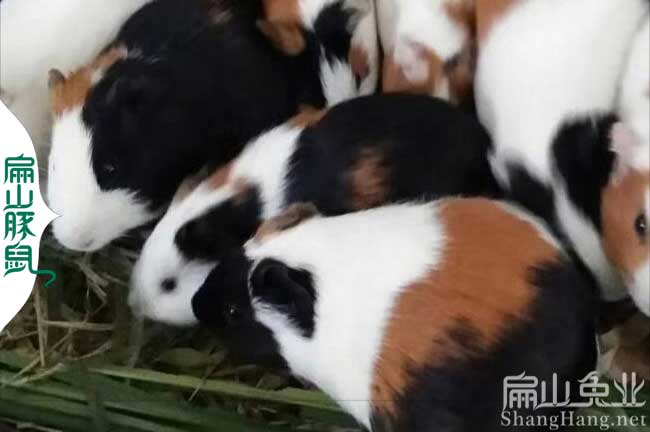 花豚廣東豚鼠種苗價(jià)格 廣東彩豚鼠養(yǎng)殖基地 黑豚白豚批發(fā)
