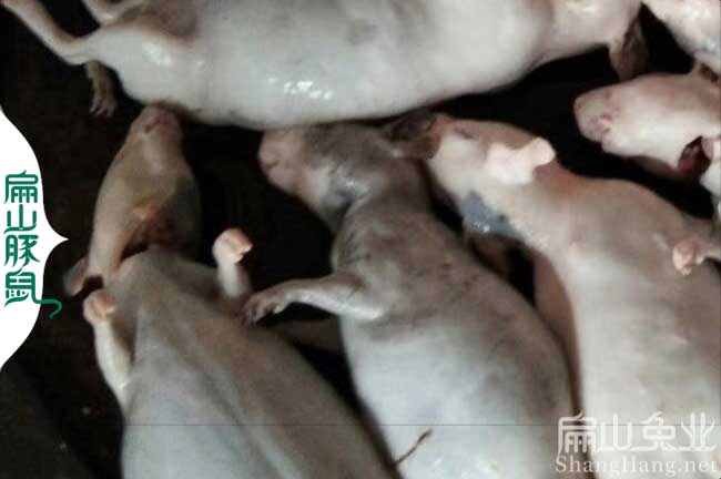 大收購(gòu) 云南黑豚鼠養(yǎng)殖基地 彩豚荷蘭豬實(shí)驗(yàn)種苗批發(fā)19元價(jià)
