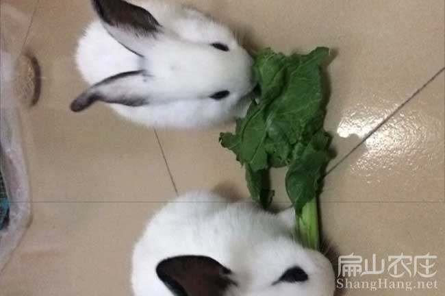 漳州白兔種苗