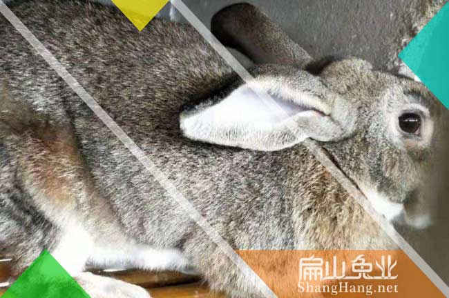 云浮比利時(shí)兔種苗