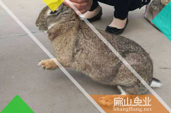 公羊兔苗批發(fā)