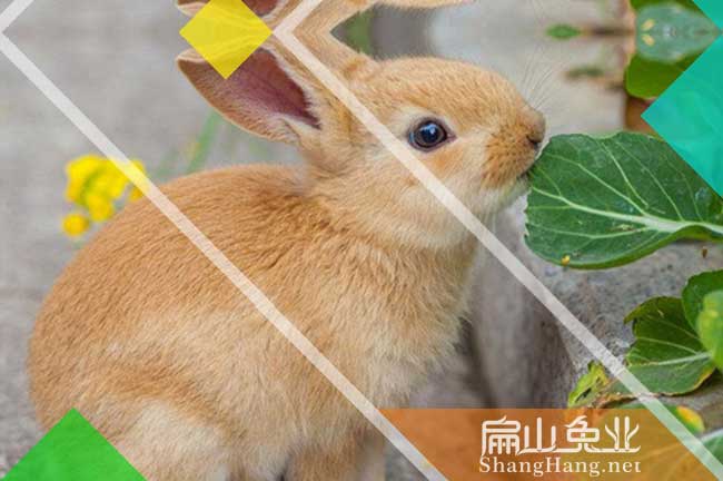 江西黃毛兔批發(fā)