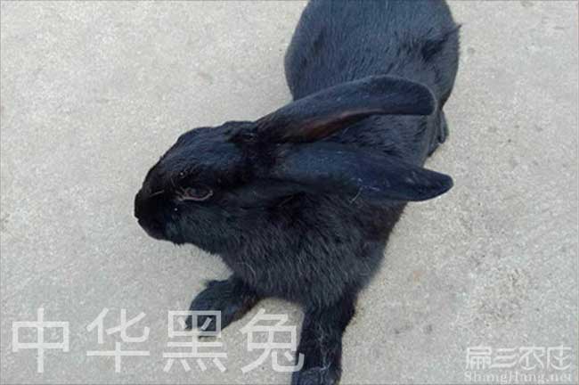 漳州烏兔養(yǎng)殖