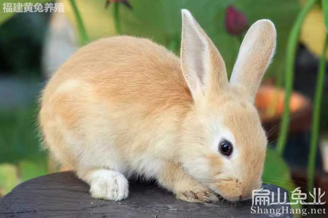 Rabbit江西比利時(shí)兔子養(yǎng)殖基地 江西黃兔兔子苗批發(fā)多少錢一只