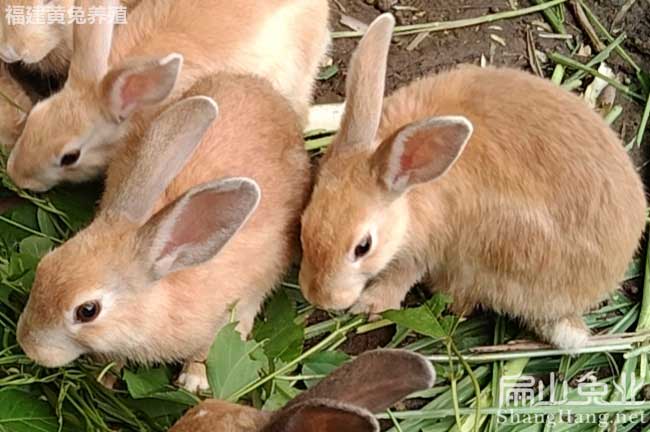 江西規(guī)?；米羽B(yǎng)殖基地 江西草種兔肉兔比利時(shí)野兔39元/只