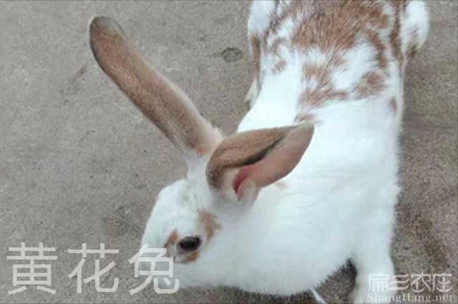 福建竹鼠養(yǎng)殖
