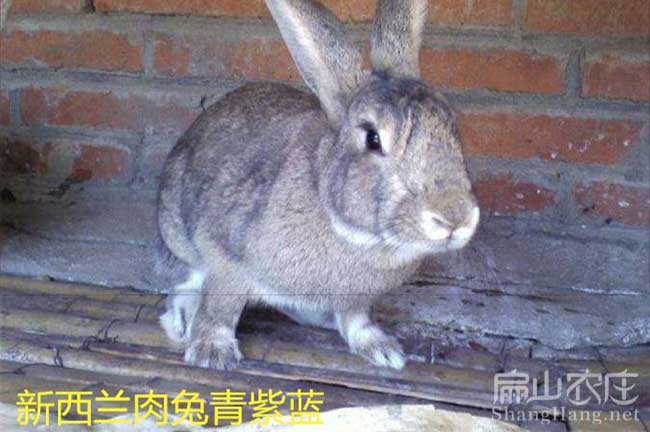 尤溪種兔批發(fā)