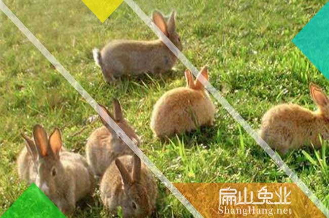 河源黃毛竹鼠批發(fā)