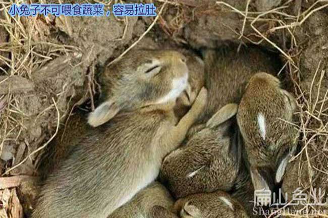 寧德比利時(shí)種批發(fā)