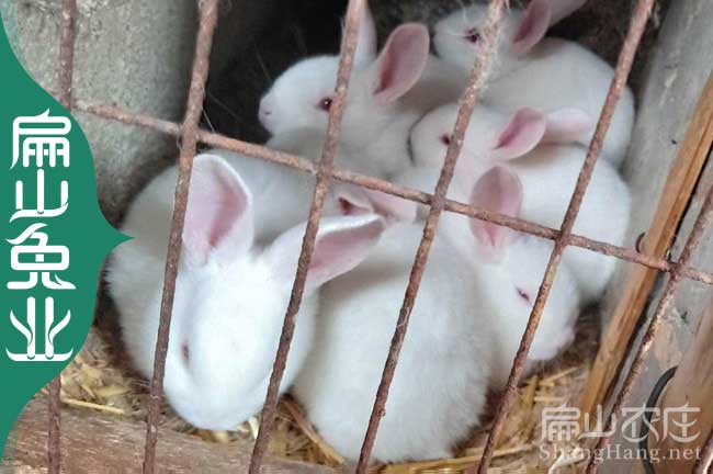 福鼎竹鼠養(yǎng)殖