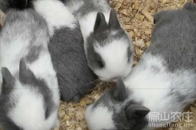 新余花兔養(yǎng)殖