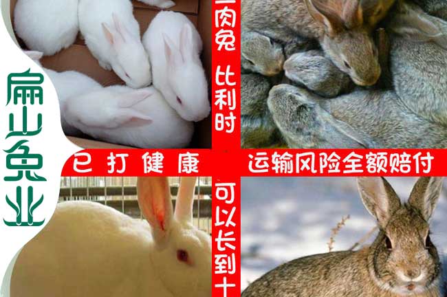 寧德竹鼠種苗批發(fā)