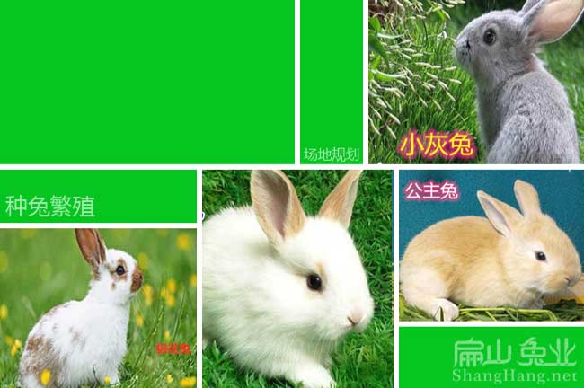 小灰兔種苗