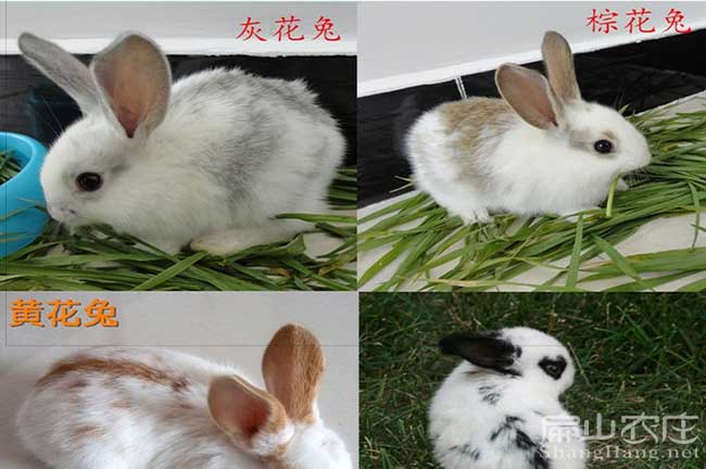 云浮八點(diǎn)黑頭竹鼠