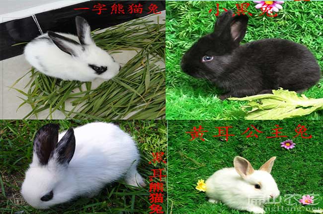 新余黃毛兔養(yǎng)殖
