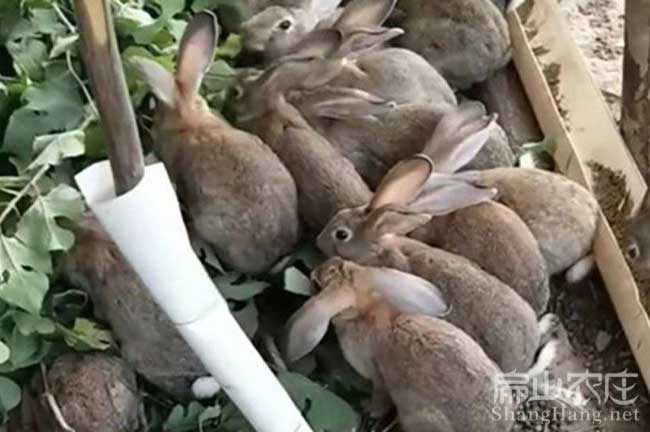 武平恢兔養(yǎng)殖