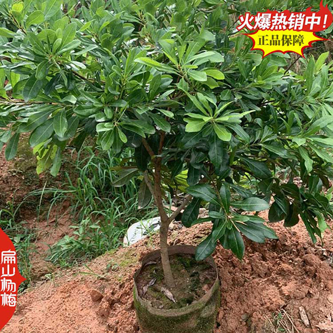 三亞楊梅苗