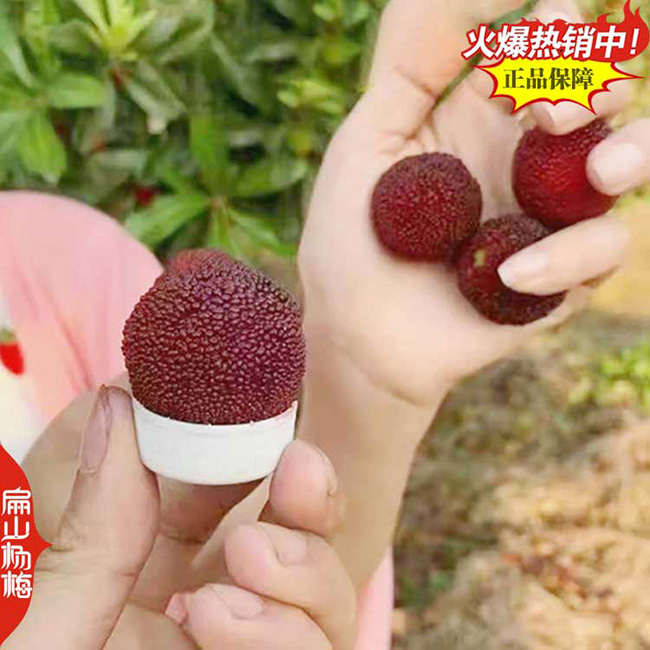 8號(hào)楊梅苗 梧州1-3-2-5年仙居水晶烏酥楊梅小杯苗 9元/KE