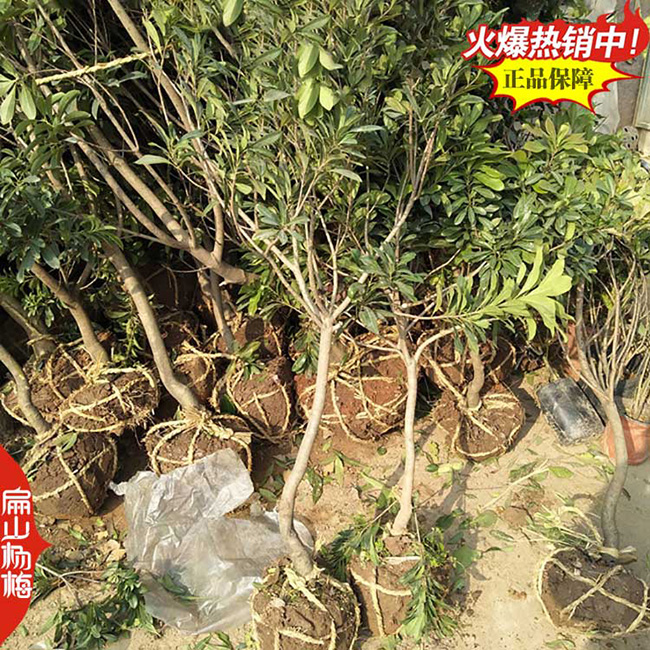 防城港黑晶楊梅苗