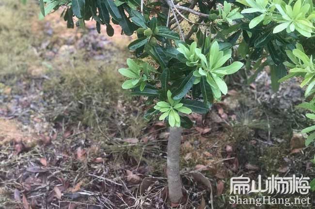 阿壩楊梅苗培育批發(fā) 四川阿壩楊梅收購加工廠家回收價格9元