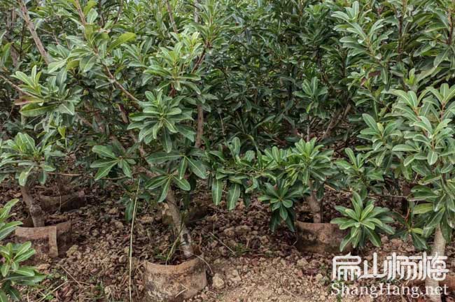 矮化萍鄉(xiāng)1-2-3年楊梅苗 水晶黑高峰楊梅小杯苗批發(fā)價8元/珠