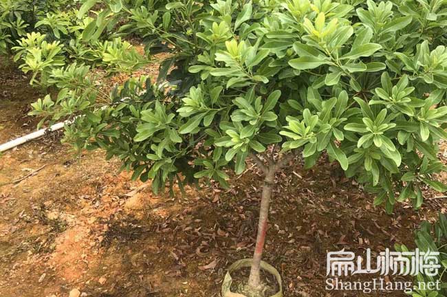 造型美 宜春矮化楊梅樹(shù)苗大杯苗批發(fā) 宜春傘形棒棒糖6元/珠