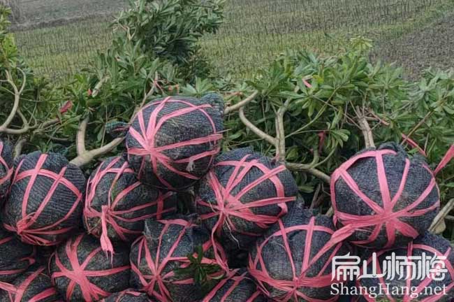 新型衡水楊梅苗批發(fā) 賣水晶黑高峰東魁 大小杯苗價格8元/珠