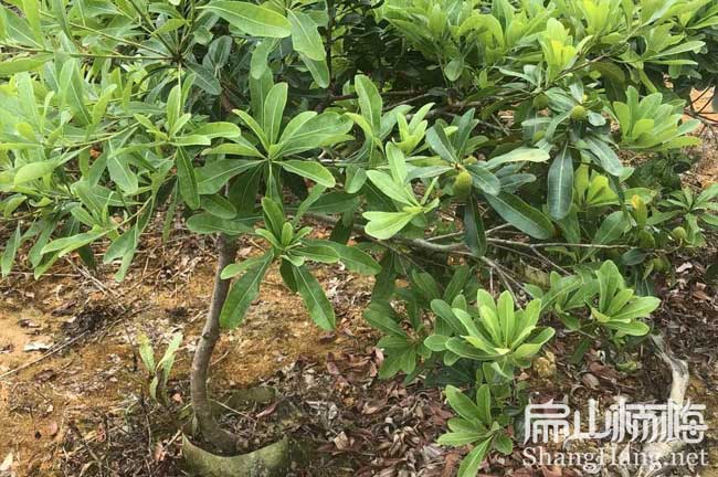 Z鎮(zhèn)江丹陽東魁楊梅小杯苗 鎮(zhèn)江大葉細蒂 西貢大杯苗培育2CM