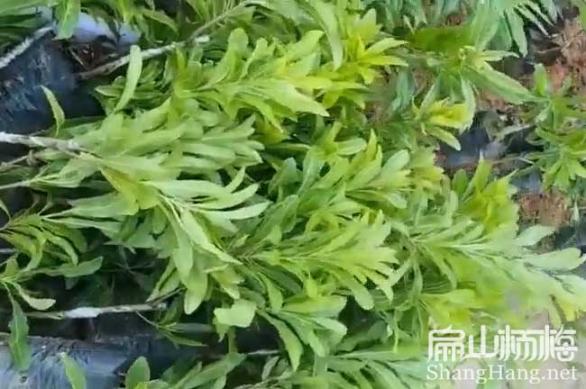 長(zhǎng)沙1年楊梅小杯苗