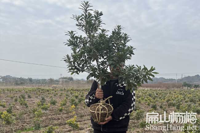 [賣梅縣大黑炭楊梅苗] 梅州白沙黃巖楊梅苗培育批發(fā)基地3元/珠