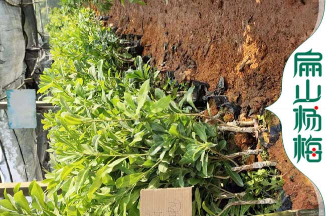 扁山定西.平?jīng)鼋鹁€蓮種苗 油茶苗培育 楊梅苗批發(fā) 1年30公分