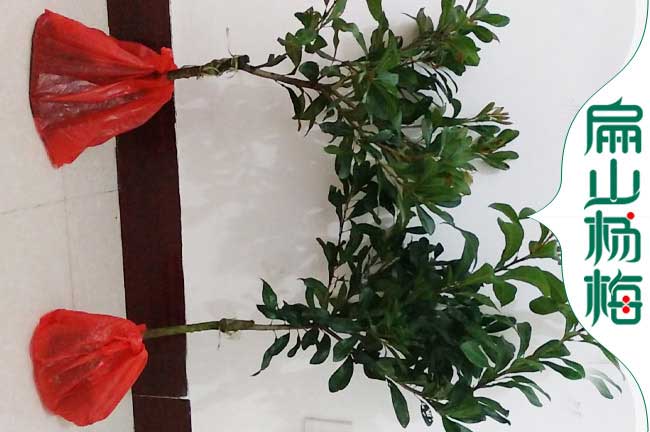 慶陽(yáng)2年楊梅苗批發(fā)