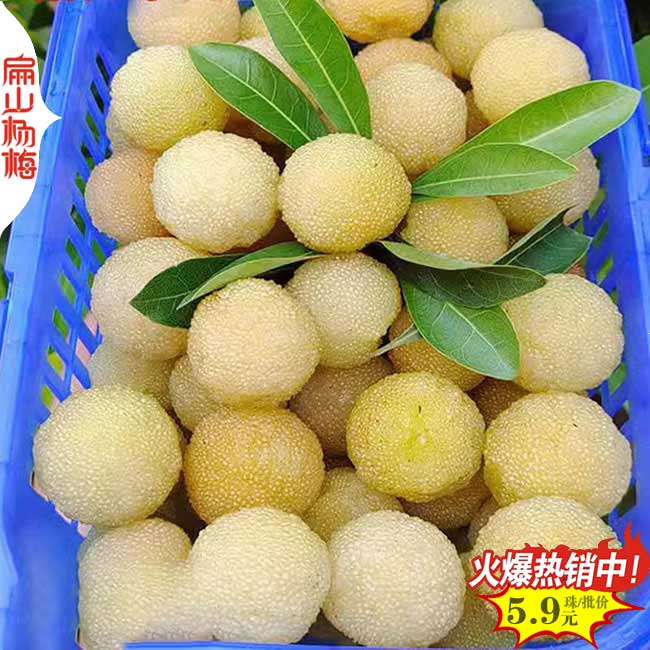 泉州水晶楊梅苗價格表培育基地：東魁大黑炭產(chǎn)地批發(fā)指南