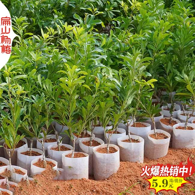 漳浦楊梅中杯苗