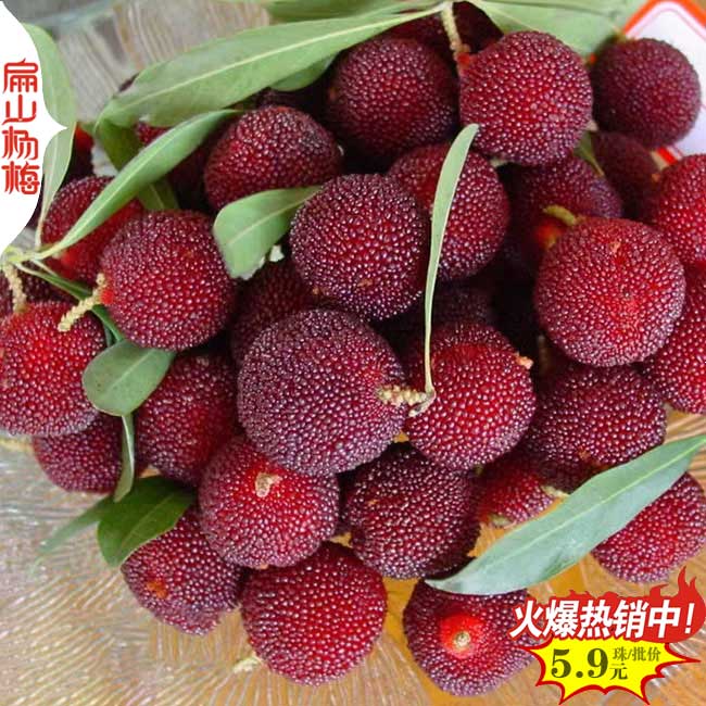 2025大銷懷化楊梅苗價格表 湖南臺梅大黑炭小杯苗產(chǎn)地解析