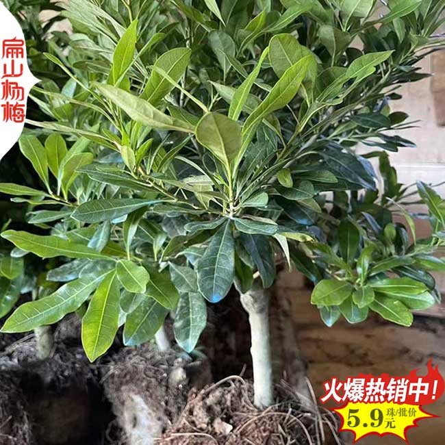 湖南矮化楊梅中杯苗