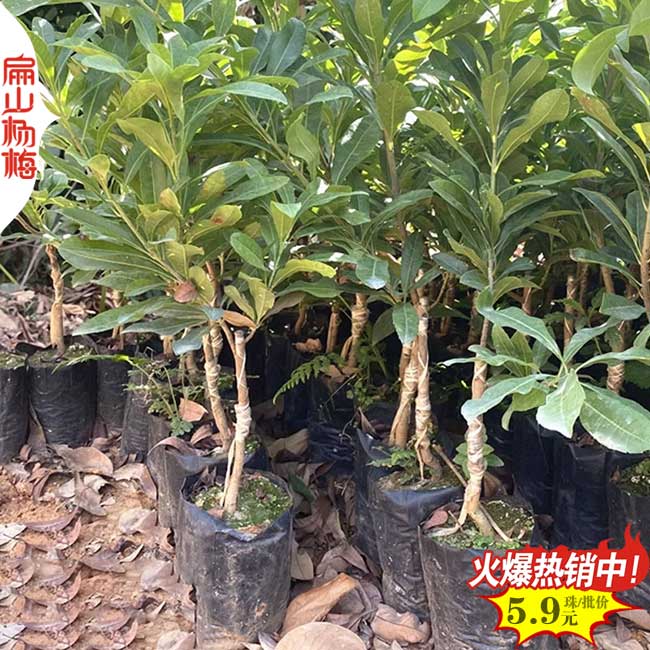 湖南懷化楊梅小杯苗