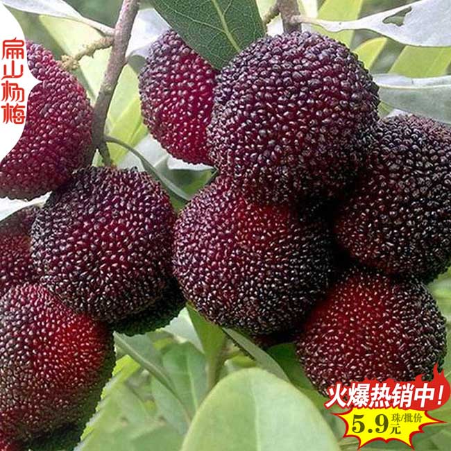 湖南烏酥楊梅苗批發(fā)