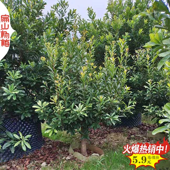 Sall楚雄水晶黑高峰楊梅苗培育大型基地 楚雄批發(fā)價18元/KE