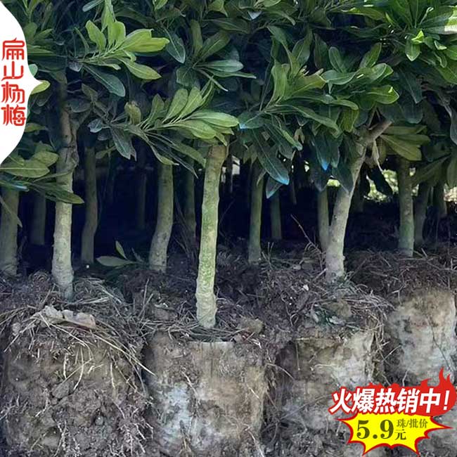 矮化 寧德楊梅小杯苗批發(fā) 寧德東魁烏酥永樹冠楊梅樹苗9元/珠
