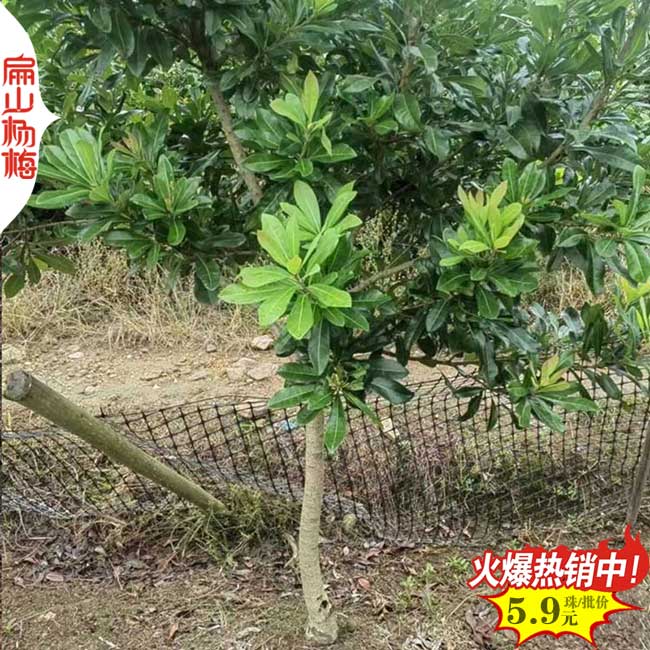 2-3公分矮化楊梅苗 廣西高壓楊梅苗東魁水晶6元/棵-扁山楊梅