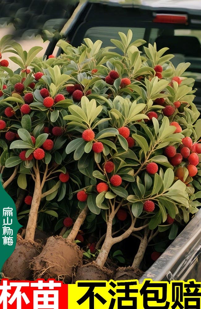 浙江福建楊梅苗批發(fā) 湖南廣東魁楊梅樹苗種植標準基地-扁山楊梅
