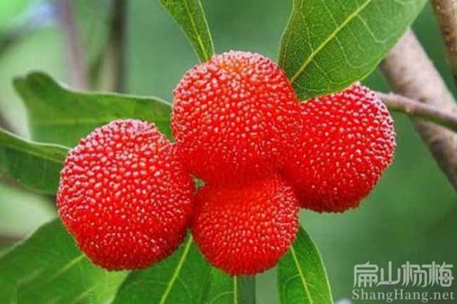 嵊州紅楊梅苗