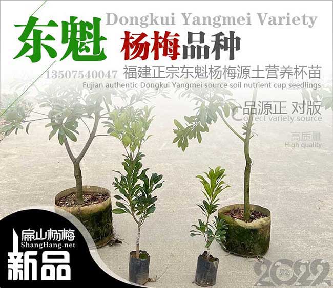 [批發(fā)汕頭楊梅苗] 汕頭乒乓球大小東魁白楊梅苗批發(fā)6.9元/顆