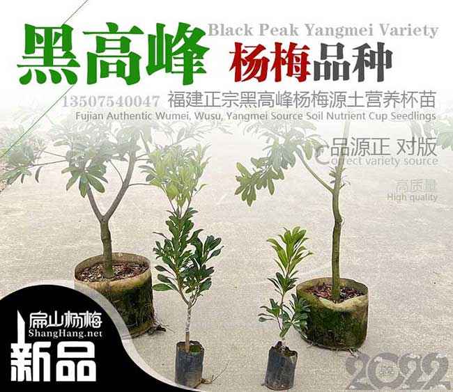福建黑高峰楊梅苗批發(fā)