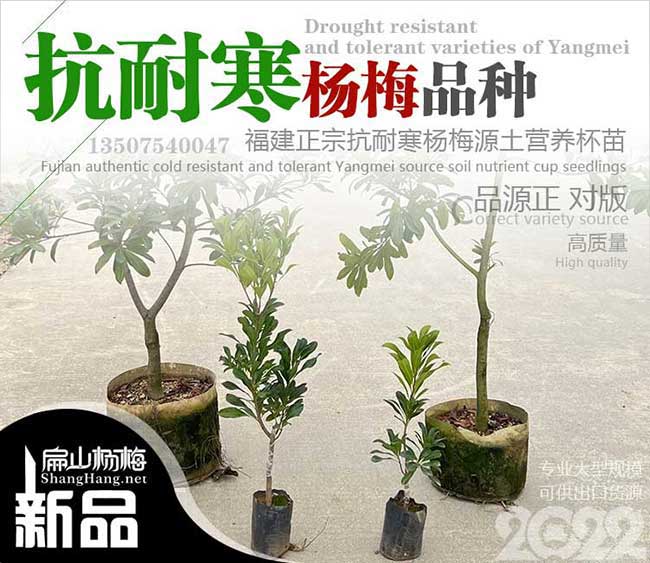 掛果早 云浮油茶苗價格.楊梅苗培育 云浮良種大批發(fā)3元一顆