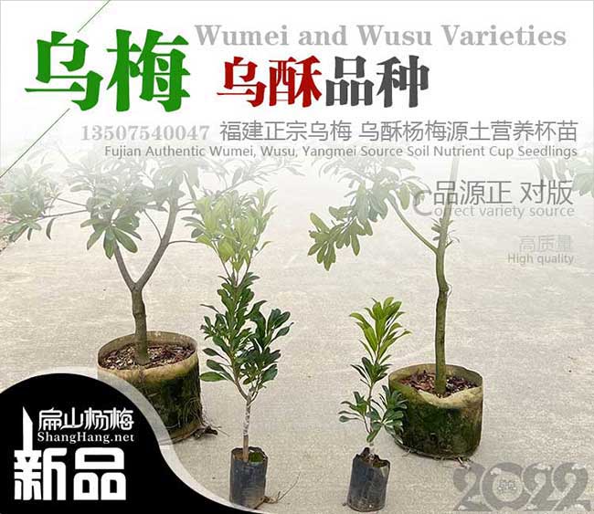 長(zhǎng)沙烏梅苗批發(fā)