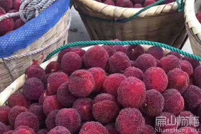 西雙版納楊梅種植